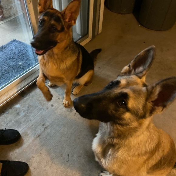 Meet your Posher, Alizeyah - Picture 9 of 9